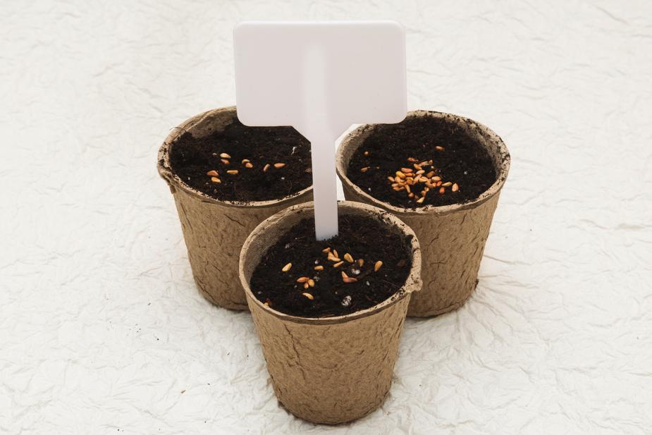 Biodegradable cardboard pots (updated)